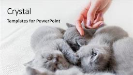  Presentation with cats - Beautiful slide deck featuring animal s family - woman's hand touching one backdrop and a white colored foreground