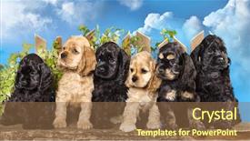  Presentation with dogs - PPT theme having family american cocker spaniel dogs background and a tawny brown colored foreground