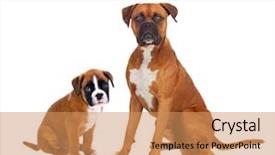  Presentation with boxer - Colorful theme enhanced with love boxers - family boxer dogs isolated backdrop and a coral colored foreground