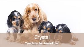  Presentation with puppy english cocker spaniel - Slide deck consisting of family english cocker spaniel dogs background and a coral colored foreground
