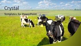  Presentation with pasture - Theme having family farm - cows grazing on pasture background and a light blue colored foreground