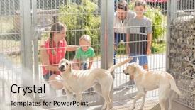  Presentation with animal shelter - Cool new slide deck with family getting to know two backdrop and a soft green colored foreground