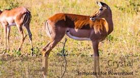  Presentation with family africa - Audience pleasing slide deck consisting of family-graceful-impala-posing backdrop and a coral colored foreground