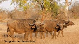  Presentation with family africa - Presentation theme with family-group-of-african-buffaloes and a gold colored foreground