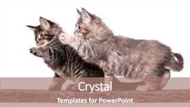  Presentation with cats - Audience pleasing PPT theme consisting of family group of two fluffy backdrop and a coral colored foreground