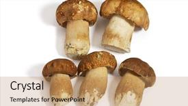  Presentation with fungi - Slides featuring family hierarchy - closeup of mushrooms on white background and a  colored foreground