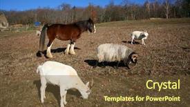  Presentation with generation family farm - PPT theme with family horse ram and goat background and a tawny brown colored foreground