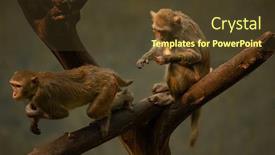  Presentation with family tree - Presentation design having family-macaque-jumping background and a tawny brown colored foreground
