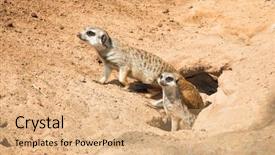  Presentation with family - Presentation design consisting of family meerkat mungos going background and a  colored foreground