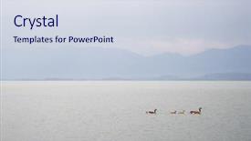  Presentation with geese - PPT layouts enhanced with family of canada geese swimming background and a sky blue colored foreground