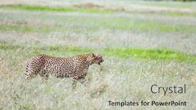  Presentation with family tourism - Audience pleasing presentation design consisting of family-of-cheetahs-walks backdrop and a soft green colored foreground