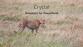  Presentation with family photo - Audience pleasing PPT theme consisting of family-of-cheetahs-walks backdrop and a mint green colored foreground