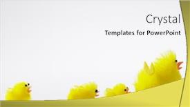  Presentation with chicks - Amazing slide deck having family of easter chicks backdrop and a white colored foreground