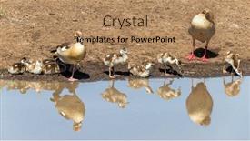  Presentation with geese - Slides enhanced with family-of-egyptian-geese-alopochen background and a coral colored foreground