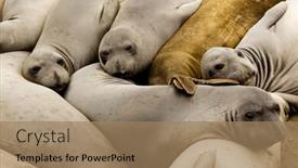  Presentation with elephant - Slides featuring family-of-elephant-seals background and a coral colored foreground