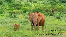  Presentation with elephants - Colorful theme enhanced with family of elephants kenya samburu national park backdrop and a yellow colored foreground