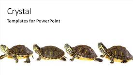  Presentation with turtle - Colorful PPT theme enhanced with family of funny green turtles backdrop and a white colored foreground