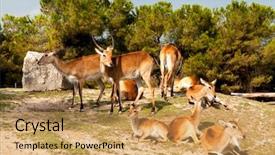  Presentation with moslem family - Theme having family of gazelles springbok gazelle background and a yellow colored foreground