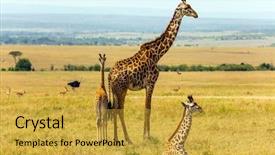  Presentation with exotic animals - Beautiful presentation design featuring family of giraffes grazing backdrop and a gold colored foreground