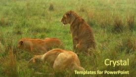  Presentation with family africa - Beautiful slide set featuring family of lions under the rain africa kenya masai mara backdrop and a tawny brown colored foreground