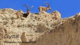 Presentation with ancient israel - Amazing slide set having family of mountain goats with the huge bent horns ancient mountains nearby eilat israel backdrop and a coral colored foreground
