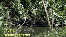  Presentation with family africa - Cool new theme with family-of-moutanis-gorillas-baby backdrop and a tawny brown colored foreground