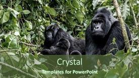  Presentation with family africa - Amazing slide deck having family-of-moutanis-gorillas-baby backdrop and a tawny brown colored foreground