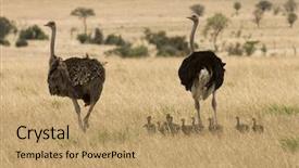  Presentation with savanna - Cool new presentation theme with family of ostriches on savanna backdrop and a coral colored foreground