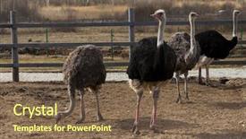  Presentation with farm - PPT theme featuring family of ostriches background and a tawny brown colored foreground