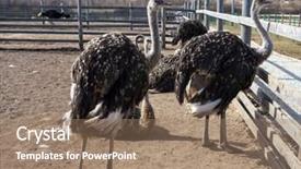  Presentation with farm - Cool new slide deck with family of ostriches on a farm in the village backdrop and a coral colored foreground
