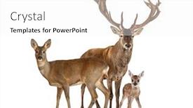  Presentation with buck and doe - Audience pleasing presentation consisting of family-of-reed-dear-male backdrop and a white colored foreground