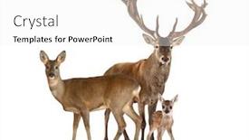  Presentation with deer - PPT layouts enhanced with family-of-reed-dear-male background and a white colored foreground