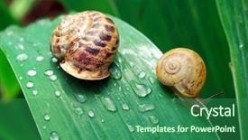  Presentation with snail - Beautiful theme featuring slow down - family of snail on leaf backdrop and a ocean colored foreground