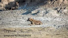  Presentation with animals habitat - Amazing slide deck having family-of-spotted-hyenas backdrop and a mint green colored foreground