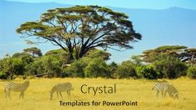  Presentation with family africa - PPT layouts having family-of-striped-zebras-graze background and a yellow colored foreground