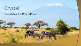  Presentation with family africa - Slides consisting of family-of-striped-zebras-graze background and a sky blue colored foreground