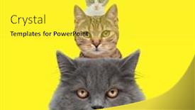  Presentation with british royal family - Slide set featuring family-of-three-adorable-cats background and a yellow colored foreground