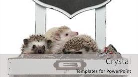  Presentation with wool - PPT layouts featuring family of three hedgehogs sitting background and a light gray colored foreground