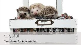  Presentation with wool - Colorful slide deck enhanced with family of three hedgehogs sitting in a box with wool feeling comfortable and sleeping isolated on white background backdrop and a light gray colored foreground