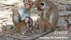  Presentation with sri lanka - Amazing slide set having family-of-toque-macaques backdrop and a gray colored foreground