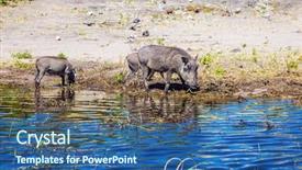  Presentation with exotic animals - Slides with family of warthogs chobe national park in botswana watering large animals in the okavango delta the concept of exotic and extreme tourism background and a ocean colored foreground