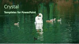  Presentation with chicks - Cool new PPT layouts with family-of-white-swans-swims backdrop and a tawny brown colored foreground