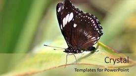  Presentation with mormon - Presentation consisting of family papilionidae species papilio polytes male resting on a green leaf common mormon kleiner mormon mormon commun native to india nepal shri-lanka thailand china japan laos vietnam background and a yellow colored foreground