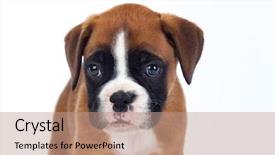  Presentation with boxer - Amazing PPT theme having family pedigree - adorable boxer puppy sitting backdrop and a coral colored foreground