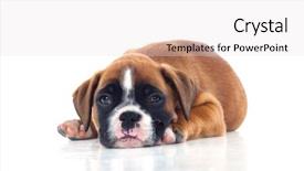  Presentation with dead egret birds lying - Presentation theme with family pedigree - adorable puppy lying background and a  colored foreground