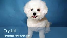  Presentation with basketball female blue - Colorful slide set enhanced with family pedigree - bichon frise dog a small backdrop and a ocean colored foreground