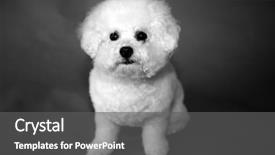  Presentation with black female - Presentation design enhanced with family pedigree - bichon frise dog a small background and a dark gray colored foreground