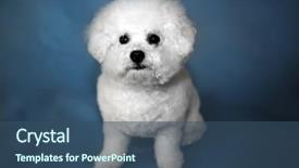  Presentation with black female - Colorful presentation enhanced with family pedigree - bichon frise dog a small backdrop and a ocean colored foreground