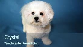  Presentation with dog - Beautiful presentation theme featuring family pedigree - bichon frise dog a small backdrop and a ocean colored foreground