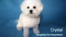  Presentation with basketball female blue - Beautiful presentation theme featuring family pedigree - bichon frise dog a small backdrop and a ocean colored foreground